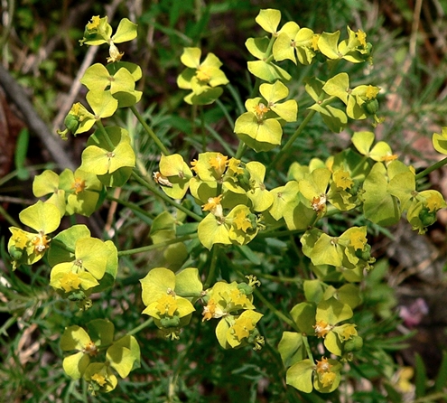 {Euphorbia cyparissias